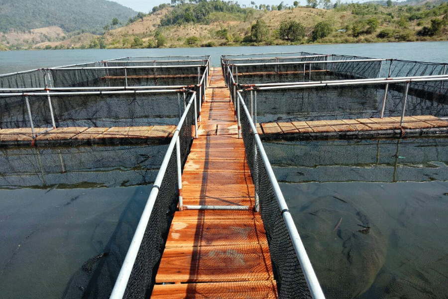 Hệ thống lồng nuôi trên lòng hồ thủy điện Sê San 3A đã được hoàn tất, chuẩn bị cho việc thả cá giống. Ảnh: L.N Hệ thống lồng nuôi trên lòng hồ thủy điện Sê San 3A đã được hoàn tất, chuẩn bị cho việc thả cá giống. Ảnh: L.N