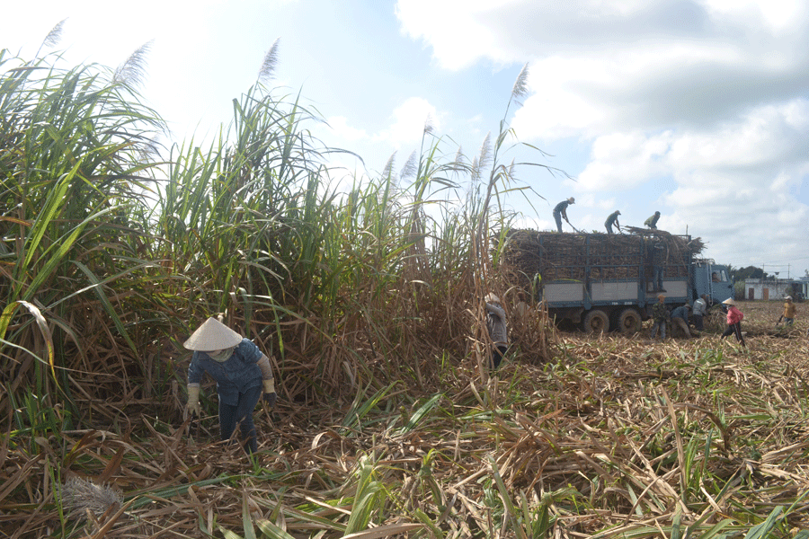 Người dân Đak Hlơ thu hoạch mía. Ảnh: L.N