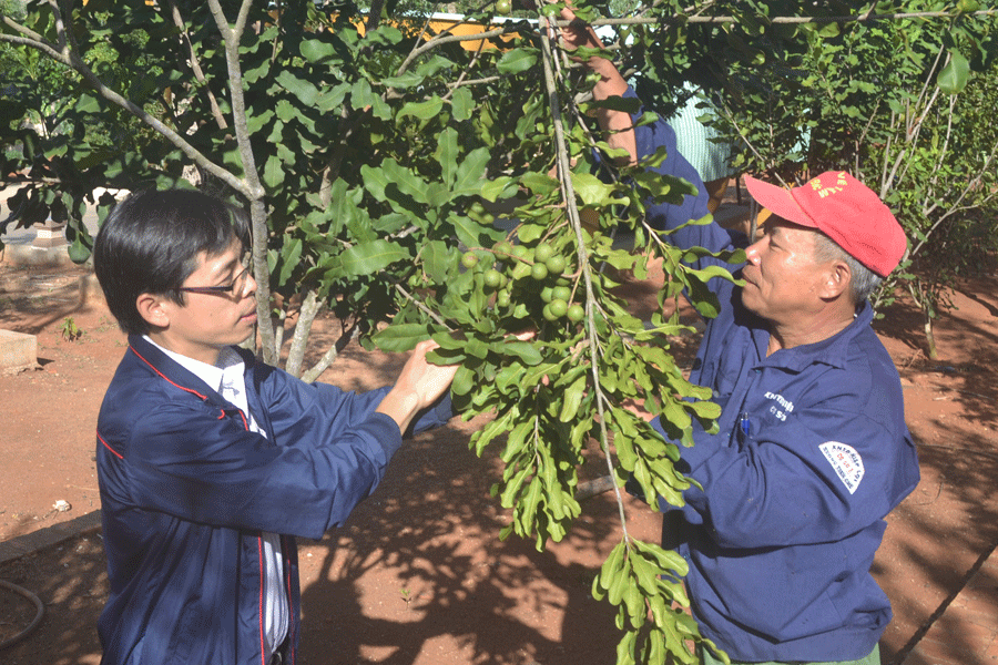 Nông dân huyện Kbang chăm sóc vườn mắc ca của gia đình. Ảnh: Lê Nam Nông dân huyện Kbang chăm sóc vườn mắc ca của gia đình. Ảnh: LÊ NAM