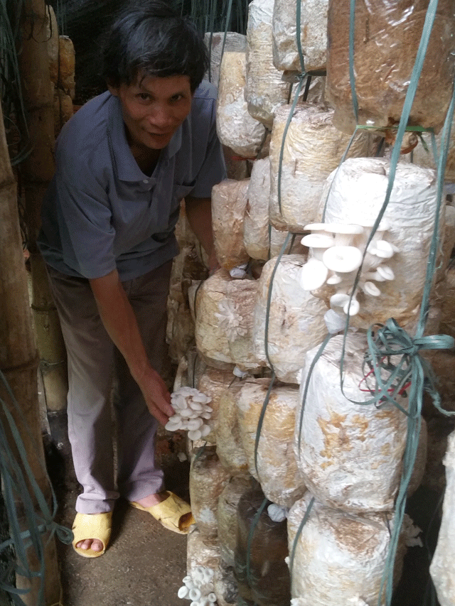 Trang trại nấm của vợ chồng anh Bồng 