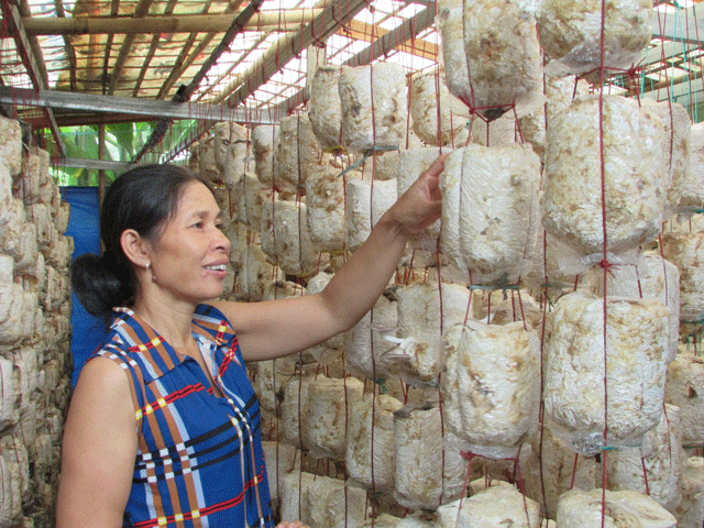 Mỗi năm, chị Huệ thu lợi gần 200 triệu đồng từ trồng nấm