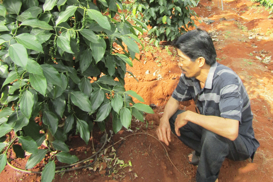 Vườn hồ tiêu của ông Vũ Đức Khang (thôn 1, xã Ia Krai) sinh trưởng và phát triển tốt nhờ áp dụng công nghệ tưới tiết kiệm. Ảnh: M.T