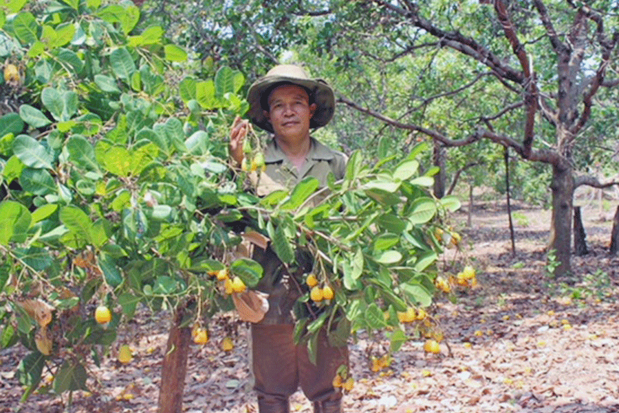 Nông dân Ia Púch phấn khởi vì điều được mùa, được giá. Ảnh: Đ.D