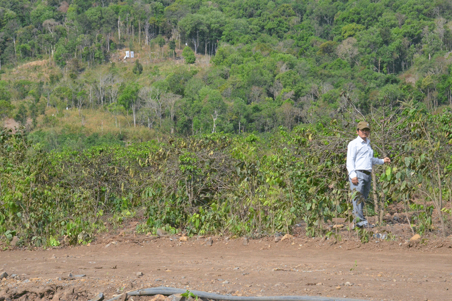 Diện tích cà phê có dấu hiệu chậm phát triển do hoạt động khai thác đá của Công ty Quang Đức. Ảnh: V.N Diện tích cà phê có dấu hiệu chậm phát triển do hoạt động khai thác đá của Công ty Quang Đức. Ảnh: V.N
