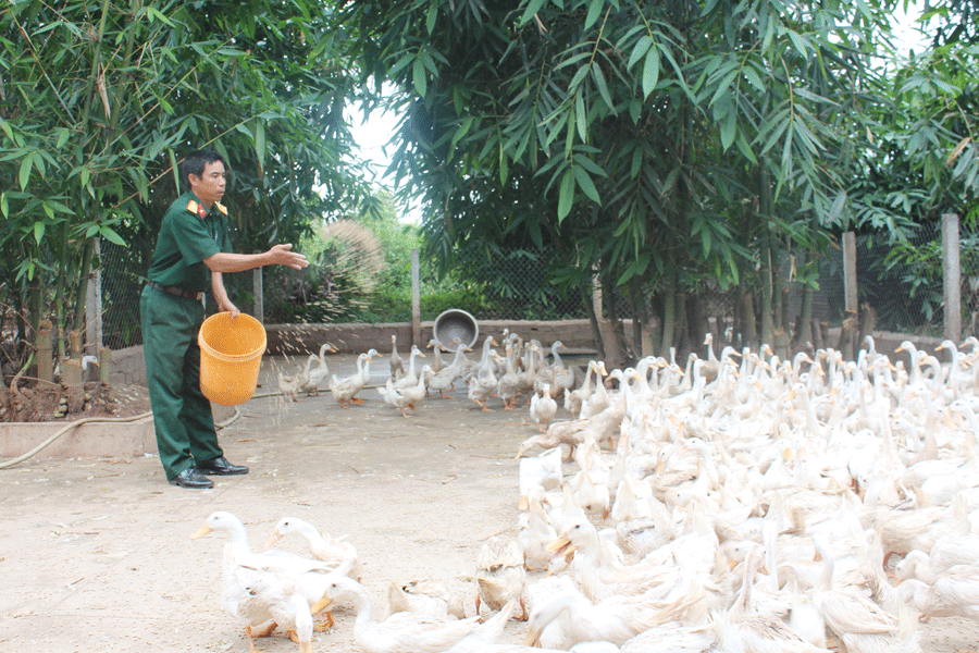 Lữ đoàn Tăng Thiết giáp 273 đã tự túc được nguồn thịt và trứng gia cầm. Ảnh: A.H