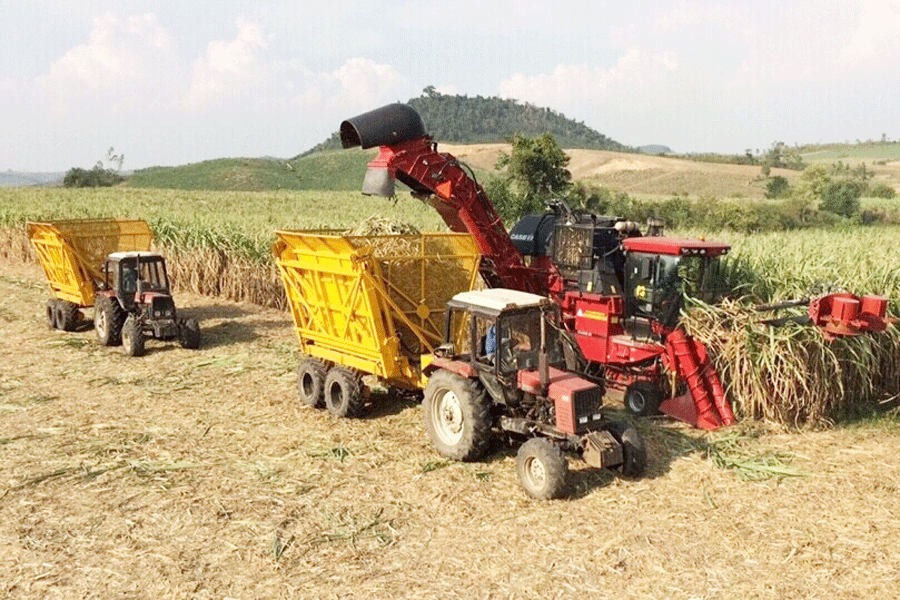 Thu hoạch mía bằng cơ giới trên các cánh đồng mía lớn. Ảnh: L.H