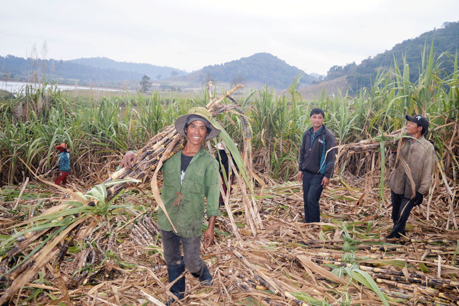 Người dân làng Krối (xã Lơ Ku) chặt mía thuê cho gia đình ông Đinh Bơi. Ảnh: Đ.Y Người dân làng Krối (xã Lơ Ku) chặt mía thuê cho gia đình ông Đinh Bơi. Ảnh: Đ.Y
