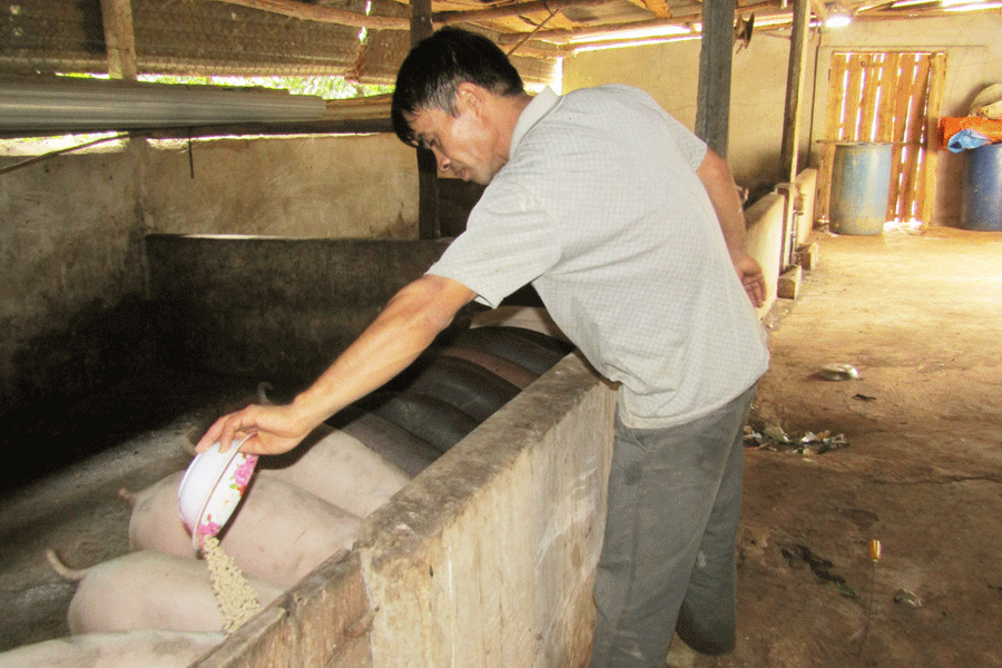 Ngoài trồng cây công nghiệp, gia đình anh Sỹ còn nuôi thêm heo để cải thiện cuộc sống. Ảnh: M.T Ngoài trồng cây công nghiệp, gia đình anh Sỹ còn nuôi thêm heo để cải thiện cuộc sống. Ảnh: M.T