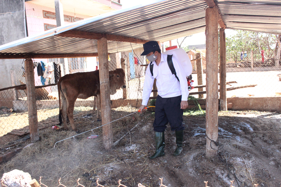 Cán bộ thú y huyện Mang Yang tổ chức tiêu độc khử trùng chuồng trại tại làng Đê Rơn, xã Đak Djrăng. Ảnh: N.D Cán bộ thú y huyện Mang Yang tổ chức tiêu độc khử trùng chuồng trại tại làng Đê Rơn, xã Đak Djrăng. Ảnh: N.D