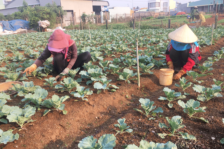 Việc nhân rộng mô hình sản xuất rau an toàn theo tiêu chuẩn VietGAP của nhiều hộ dân phường Thống Nhất (TP. Pleiku) đang gặp khó khăn. Ảnh: V.T