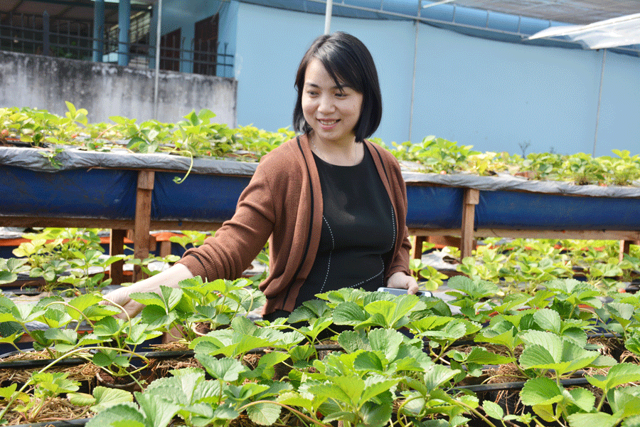 Chị Nguyễn Thu Hằng bên vườn dâu tây của mình. Ảnh: H.Đ.T