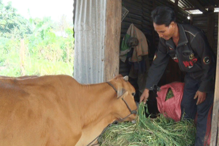 Gia đình anh A Khởi (thôn Ma Rin 3, xã Ia Ma Rơn, huyện Ia Pa) thoát nghèo nhờ hỗ trợ bò sinh sản. Ảnh: Như Loan Gia đình anh A Khởi (thôn Ma Rin 3, xã Ia Ma Rơn, huyện Ia Pa) thoát nghèo nhờ hỗ trợ bò sinh sản. Ảnh: Như Loan