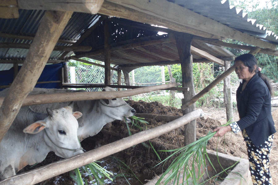 Nhờ mô hình “3 trong 1” mà chị Đặng Thị Tâm đã vươn lên thoát nghèo. Ảnh: N.M