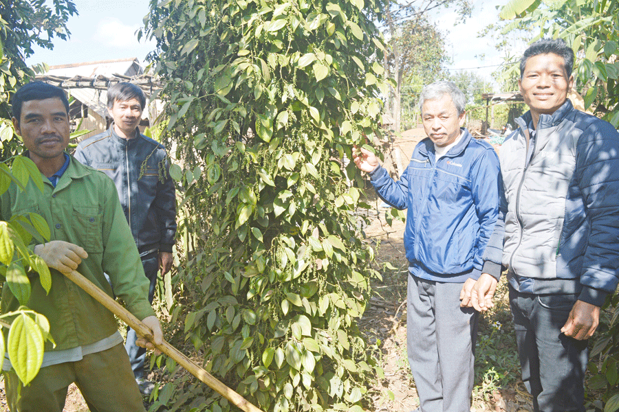 Cán bộ Công ty Cà phê Đak Đoa hướng dẫn nông dân làng Krái kỹ thuật chăm sóc cây hồ tiêu bền vững. Ảnh: Đ.Y Cán bộ Công ty Cà phê Đak Đoa hướng dẫn nông dân làng Krái kỹ thuật chăm sóc cây hồ tiêu bền vững. Ảnh: Đ.Y