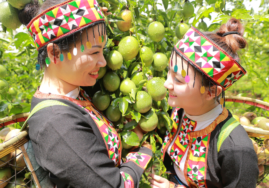 Nông trại chanh dây của DOVECO ở các tỉnh phía Bắc.