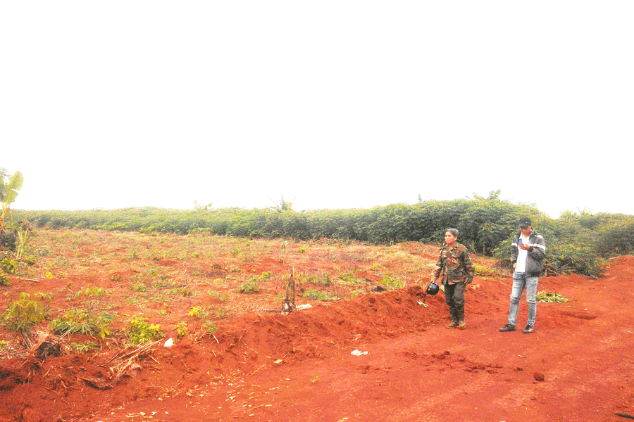 Tại tiểu khu 119, người dân làng Groi đã trồng cây mắc ca và một số cây công nghiệp dài ngày. Ảnh: G.H