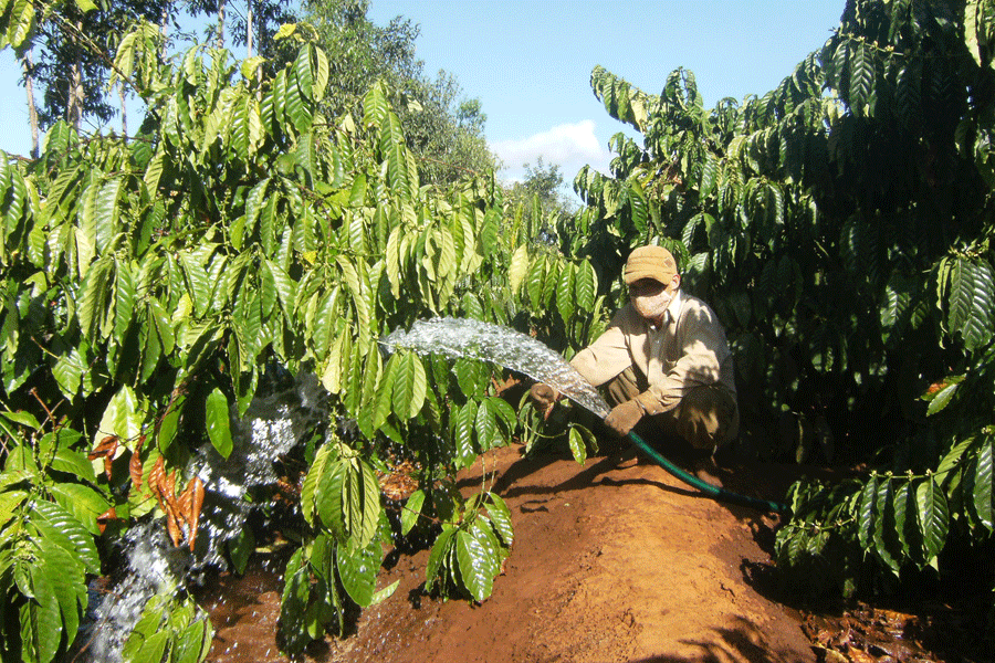 Một vườn cà phê ở xã Ia Sao (huyện Ia Grai) vừa được cắt cành xong và tưới sớm. Ảnh: G.H Một vườn cà phê ở xã Ia Sao (huyện Ia Grai) vừa được cắt cành xong và tưới sớm. Ảnh: G.H