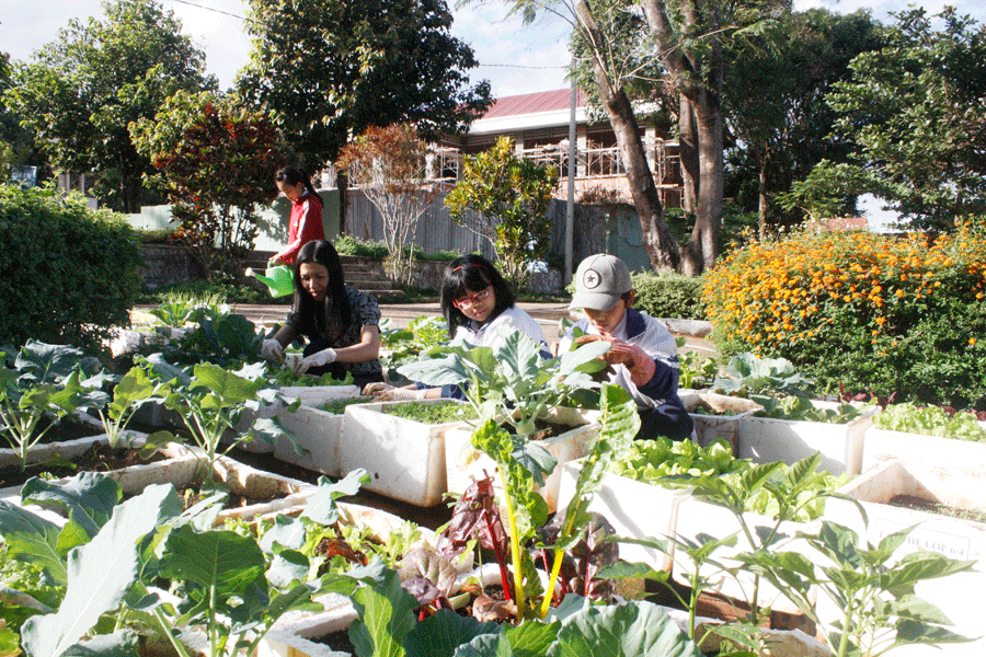 Mô hình “Vườn rau sạch của em” tại Trường THCS Trần Phú. Ảnh: T.T Mô hình “Vườn rau sạch của em” tại Trường THCS Trần Phú. Ảnh: T.T