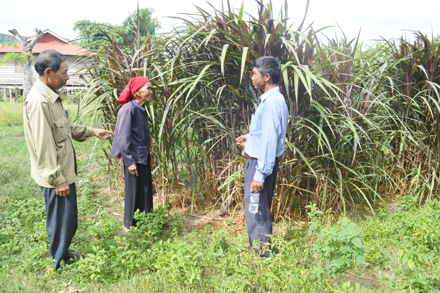 Hỗ trợ hộ nghèo xã Đất Bằng (huyện Krông Pa) trồng cỏ nuôi bò. Ảnh: Đ.Y Hỗ trợ hộ nghèo xã Đất Bằng (huyện Krông Pa) trồng cỏ nuôi bò. Ảnh: Đ.Y