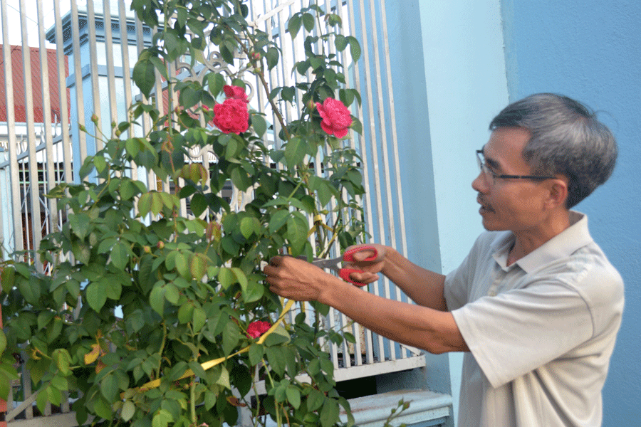 Ông Khuê đang chăm sóc cho một gốc Tường Vy. Đây là loài hoa được nhiều người nhận định là một giống hồng cổ bản địa của vùng Gia Lai. Ảnh: Lê Hòa