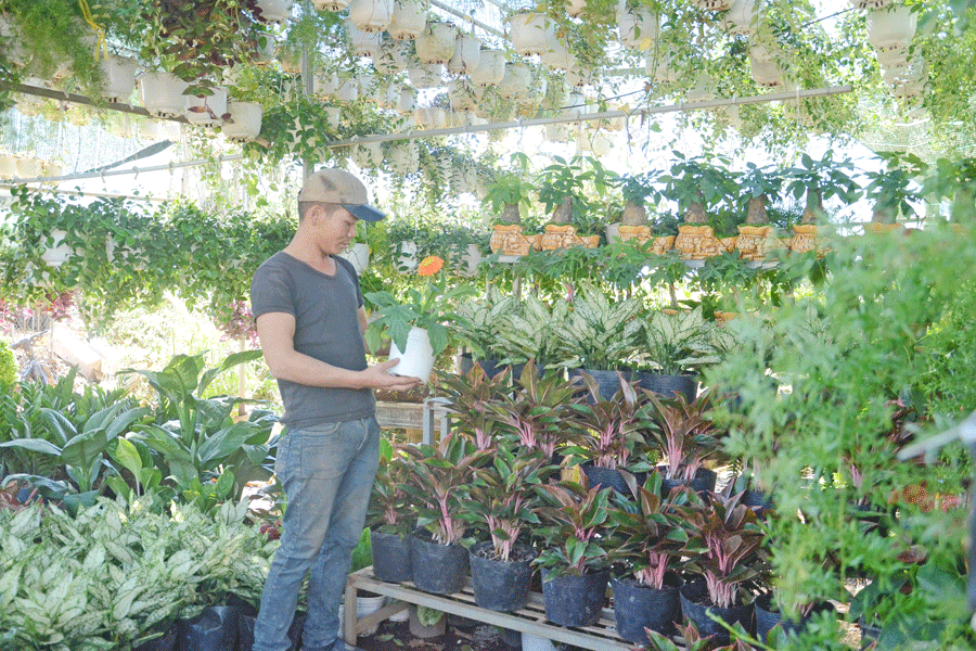 Nhiều loài hoa, cây cảnh đẹp được các cơ sở kinh doanh nhập về để phục vụ nhu cầu của người dân dịp Tết. Ảnh: P.L Nhiều loài hoa, cây cảnh đẹp được các cơ sở kinh doanh nhập về để phục vụ nhu cầu của người dân dịp Tết. Ảnh: P.L