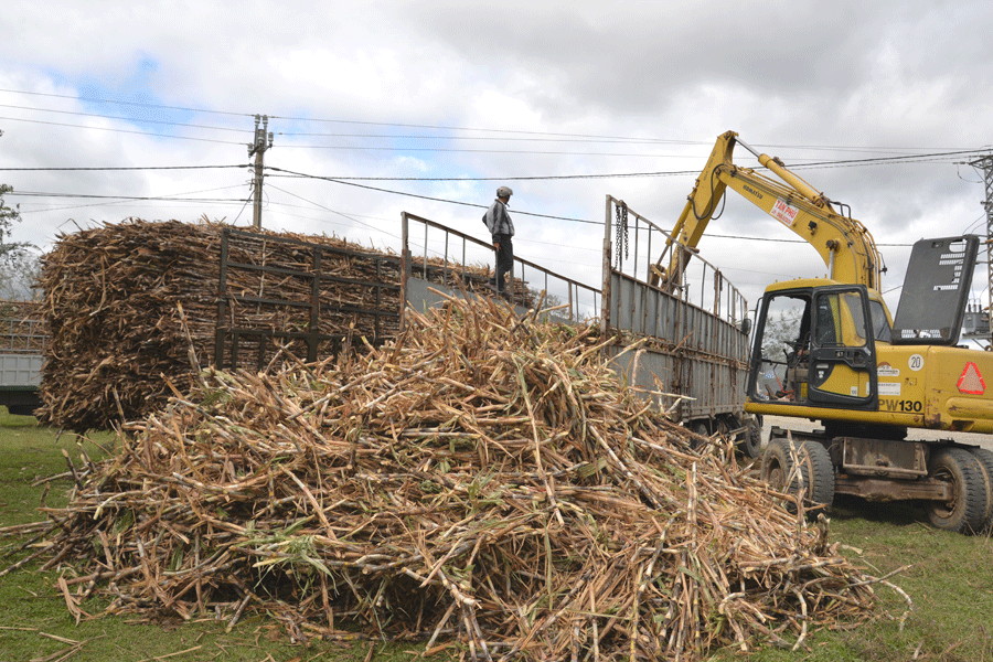 Nhiều xe tải chở mía chủ động hạ tải trước khi vào trạm cân. Ảnh: N.H Nhiều xe tải chở mía chủ động hạ tải trước khi vào trạm cân. Ảnh: N.H