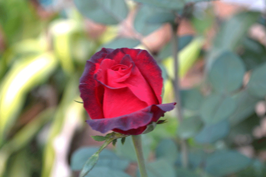 Một bông hồng cổ Đà Lạt. Ảnh: Lê Hòa