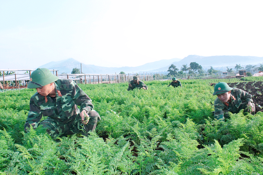 Cán bộ, chiến sĩ Trung đoàn 48 (Sư đoàn 320) chăm sóc vườn rau phục vụ Tết. Ảnh: V.H Cán bộ, chiến sĩ Trung đoàn 48 (Sư đoàn 320) chăm sóc vườn rau phục vụ Tết. Ảnh: V.H