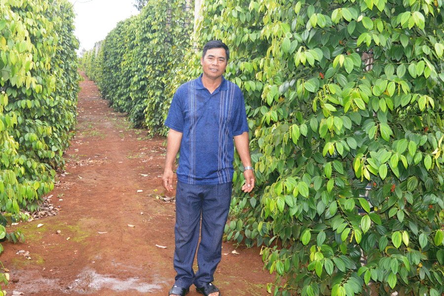 Ông Rơ Lan Phih bên vườn hồ tiêu của gia đình. Ảnh: Đ.Y