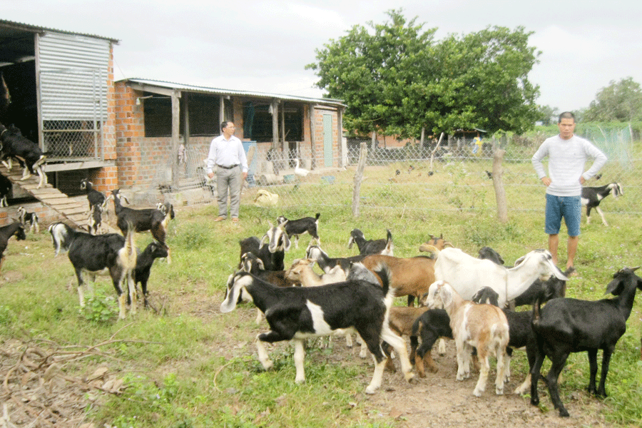 Đàn dê của anh Bùi Minh Thắng ở thôn Chư Đông, xã Chư Gu. Ảnh: T.L