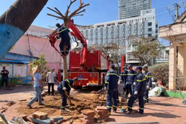 Cảnh sát PCCC&CNCH hỗ trợ trồng cây xanh tại các trường học sau bão số 13.