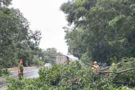 Gia Lai: Gió lớn do bão số 13 làm ngã đổ nhiều cây xanh tại khu vực Quy Nhơn. Ảnh: N.L