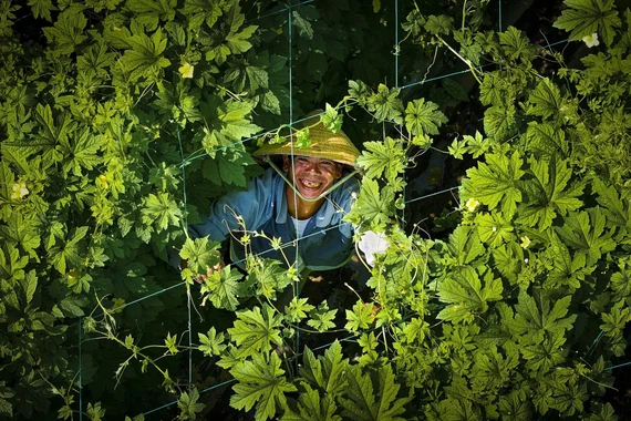 Gia Lai: Đảm bảo nguồn cung rau an toàn phục vụ Tết Nguyên đán.