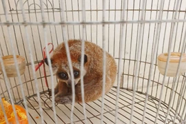 Xã Phù Mỹ: Người dân giao nộp cá thể Cu li quý hiếm 