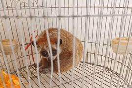 Xã Phù Mỹ: Người dân giao nộp cá thể Cu li quý hiếm 