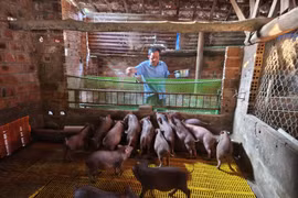 Hiệu quả kinh tế từ mô hình nuôi heo đen lai theo hướng tự nhiên