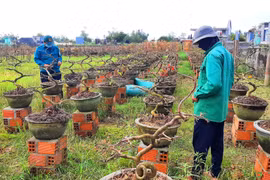 Vụ hoa Tết Bính Ngọ 2026: Hai làng mai lớn của “thủ phủ mai vàng” Gia Lai đạt doanh thu hơn 140 tỷ đồng