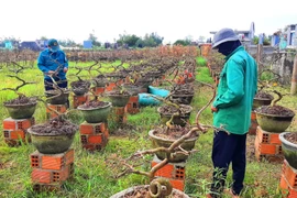 Vụ hoa Tết Bính Ngọ 2026: Hai làng mai lớn của “thủ phủ mai vàng” Gia Lai đạt doanh thu hơn 140 tỷ đồng