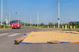 Phơi lúa tại tuyến tránh Phú Phong, tiềm ẩn nguy cơ mất an toàn giao thông