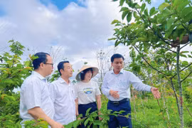 Phường Pleiku học hỏi kinh nghiệm trồng và chăm sóc hoa anh đào Nhật Bản