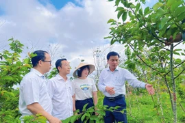 Phường Pleiku học hỏi kinh nghiệm trồng và chăm sóc hoa anh đào Nhật Bản