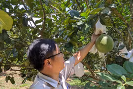 Sản xuất theo tiêu chuẩn VietGAP - Hướng đi bền vững cho nông nghiệp Gia Lai