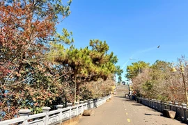 Lãng đãng Biển Hồ một chiều xuân…