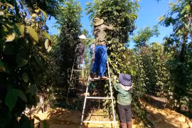 Chư Păh: Thu hoạch hơn 70% diện tích hồ tiêu niên vụ 2026