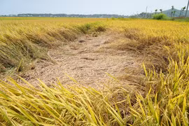 Rầy gây hại nặng trên lúa vụ Đông Xuân