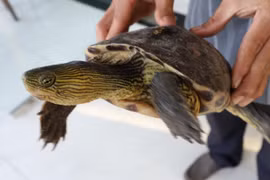 Người dân phường Quy Nhơn Nam tự nguyện giao nộp cá thể rùa cổ sọc quý hiếm