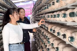 Hiệu quả từ mô hình trồng nấm bào ngư xám ở xã Tuy Phước