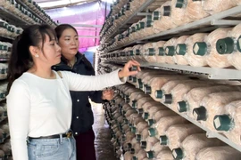 Hiệu quả từ mô hình trồng nấm bào ngư xám ở xã Tuy Phước