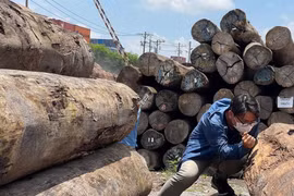 Ứng phó áp thuế mới với ngành gỗ: Chủ động nguồn hàng, mở rộng thị trường