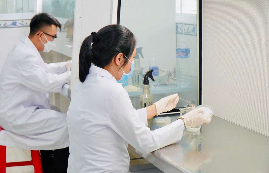 Các chuyên gia nghiên cứu sâu và tiến hành nhân giống, đánh giá hiệu suất sinh trưởng của nấm hương theo công nghệ Nhật Bản. Ảnh: T.D nghien-cuu-thanh-cong-mo-hinh-nuoi-trong-nam-huong-theo-cong-nghe-nhat-ban.jpg